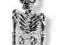 Stalowy kolczyk do pępka - Skeleton