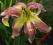Hemerocallis Lily Munster, liliowiec, liliowce,