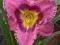 Hemerocallis Always Afternoon, liliowiec, liliowce