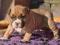 amstaff,amstaf,american staffordshire terrier