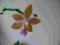 Phalaenopsis equestris 'Twiggy' kwitnący