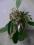 storczyk-Dendrobium x jenkinsii miniatura