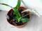 storczyk-Dendrobium parishii