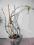 storczyk-Dendrobium aphyllum(pierardii)