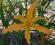 Hemerocallis Summer Star, liliowiec pająk