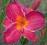 Hemerocallis My Ways, liliowiec, liliowce