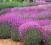 różowo fioletowa LAWENDA 'Munstaed Purple'