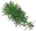 Komodo Tea leaf Ivy - roślina wisząca K 05005