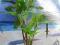 Bananowiec 2,8m sztuczne drzewko palmy kwiaty