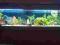 Akwarium 600l 200x60x50