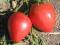 Pomidor gruntowy BAWOLE SERCE - bardzo duże owoce