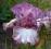 Iris TB Pink Froth, irys, kosaciec biało - wrzos
