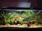 AKWARIUM FALA 240 L KOMPLET PIRANIE