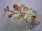 SALLY GARDENS storczyk podwójny z gałązką ecru róż