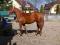 Piękna Klacz American Quarter Horse