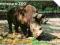 nr 1039 - Zwierzęta w ZOO - Nosorożec