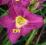 Hemerocallis Sebastian, liliowiec, liliowce