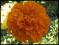 Aksamitka wysoka pomarańczowa - nasiona