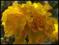 Aksamitka wysoka żółta - nasiona
