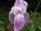 IRYS KOSACIEC - lila (odcień różu) - sadzonki