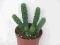 Kaktusy Euphorbia albipollinifera 5,5cm