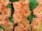 Mieczyk Gladiola Gladiolus Deciso 5szt cebulek