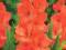 Mieczyk Gladiola Gladiolus Hunting Song 5szt cebul