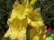 Mieczyk Gladiola Gladiolus Nova Lux 5szt cebul