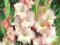 Mieczyk Gladiola Gladiolus Priscilla 5szt cebul