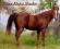 Koń Stanówka lub Sprzedaż Ogier AQH, Siodło
