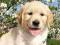 GOLDEN RETRIEVER - dzieci Zw.EU, INT.CH, CH.PL !!!