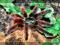 Avicularia versicolor L2/3