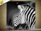 * OBRAZ 60x60 - ZEBRA - OBRAZY ZWIERZĘTA  ARTWENA