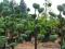 Cyprysik Squarrosa, na bonsai, obwódki, formy