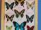 motyl motyle w gablotce Papilio,Protographium inne