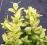 Bukszpan złoty Rotundifolia Aurea do kolekcji