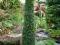 Jałowiec kolumnowy Arnold wąski 45-55cm 3l