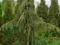 Cyprysik nutkajski płaczący duże krzewy