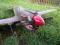 P-40 Warhawk samolot spalinowy zdalnie sterowany