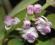 RHYNCHOSTYLIS COELESTIS PINK KWITNIE i GRATIS!