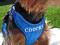 Coocky . Bezuciskowe szelki + smycz ! Wzory ! L