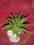 Aloes - sadzonka około 15 cm.