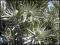 Leucadendron argenteum - Silver Tree -ŻYWE SREBRO!