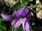 Campanula trachelium dzwonek pokrzywolistny