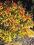 Tawuła Goldflame Spiraea japonica