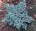 Jałowiec łuskowaty 'Blue Star' Juniperus squamata