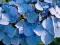Hydrangea serrata Blue Deckle Hortensja piłkowana