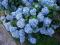 Hortensja ogrodowa Nikko Blue niebieska!