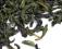 Herbata zielona Silver Moon, 100g, RARYTAS