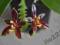 Phalaenopsis cornu-cervi aff Chattaladae